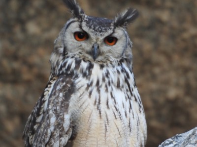 owl in jawai sanctuary